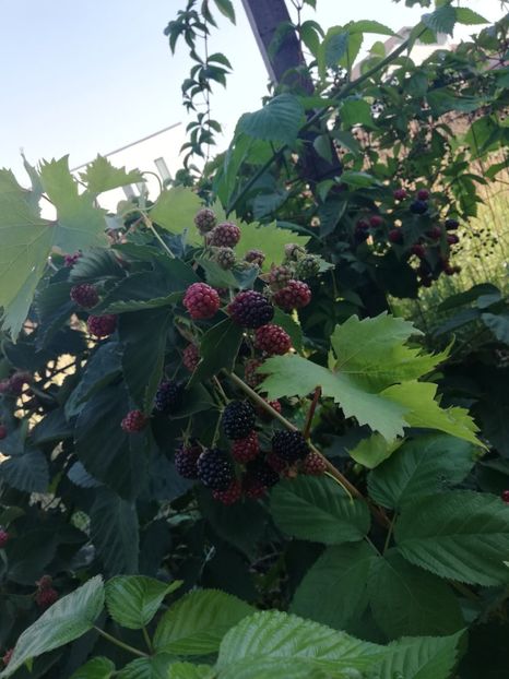  - Arbusti fructiferi si capsuni