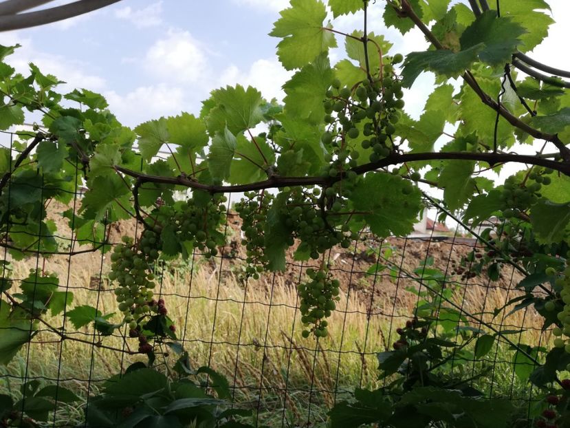  - Arbusti fructiferi si capsuni