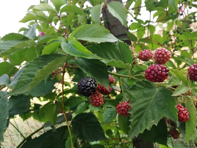  - Arbusti fructiferi si capsuni