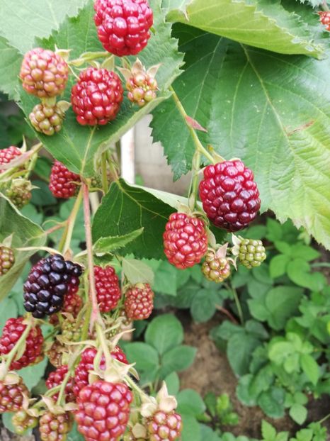  - Arbusti fructiferi si capsuni