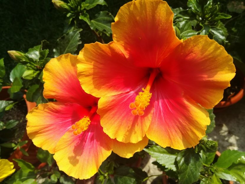  - Hibiscus