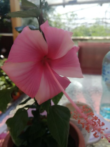  - Hibiscus