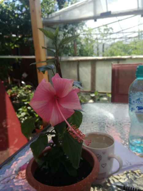  - Hibiscus
