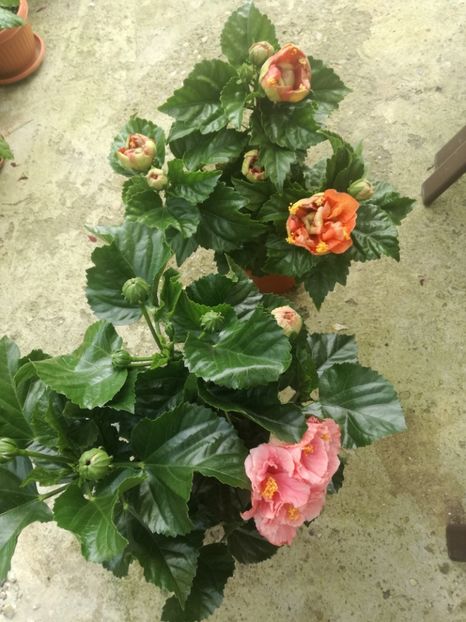  - Hibiscus