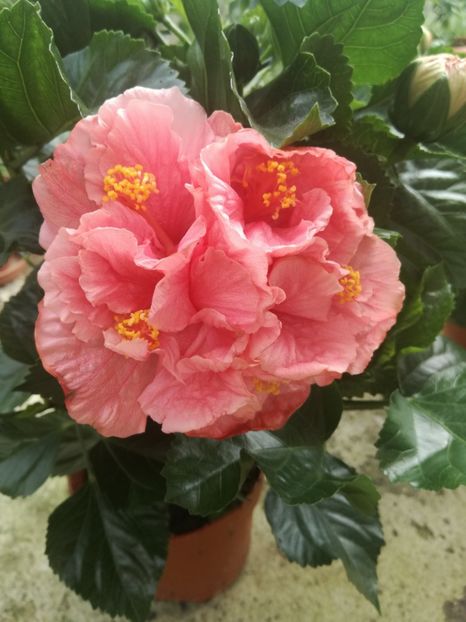  - Hibiscus
