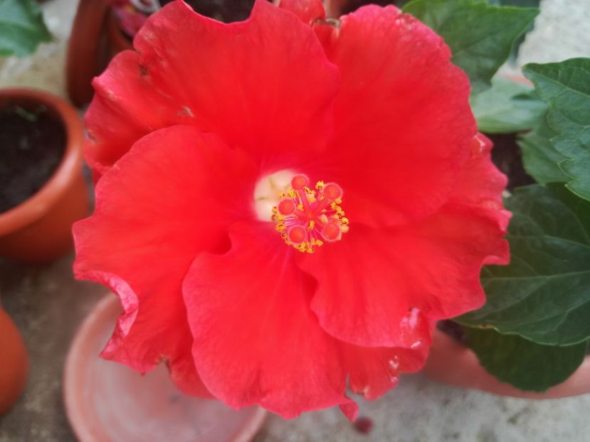 - Hibiscus