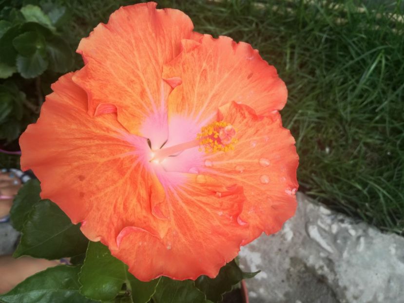  - Hibiscus