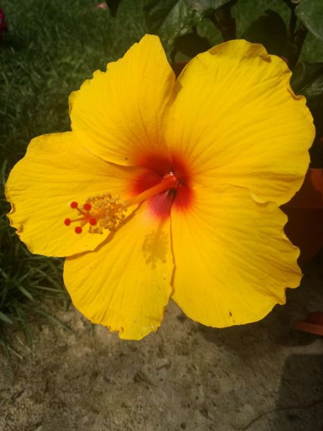  - Hibiscus