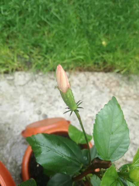  - Hibiscus