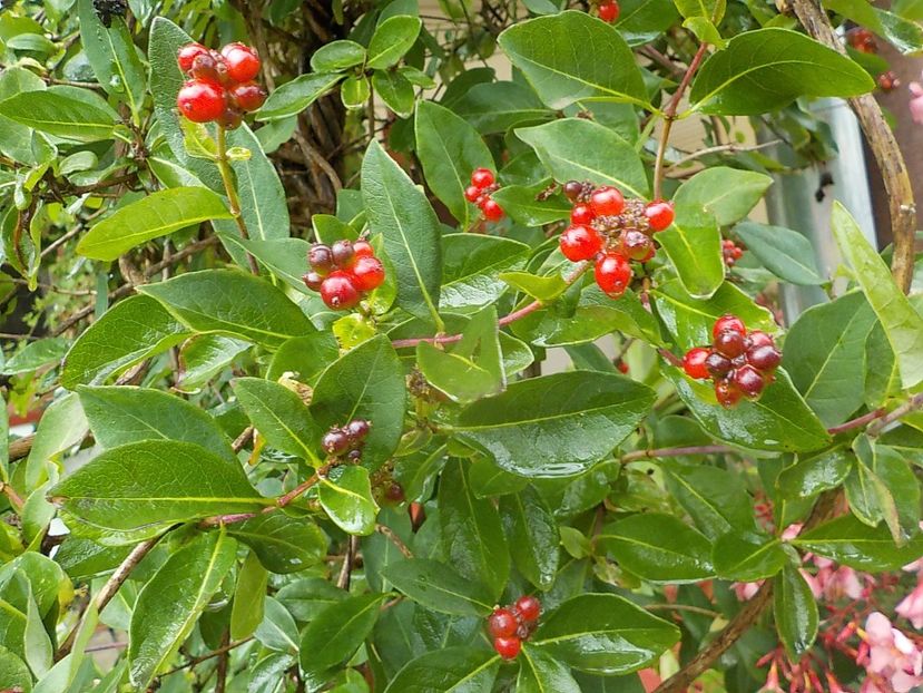  - lonicera