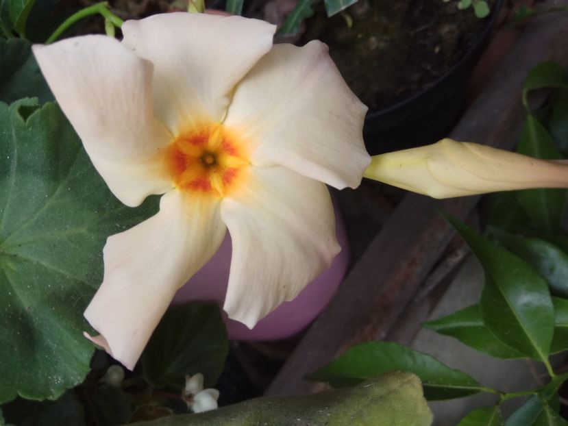 Dipladenia caisa - 2018