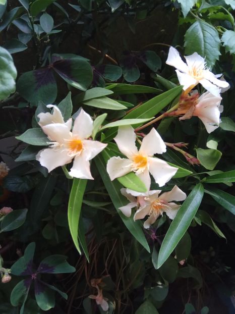 Jasmin - 2018