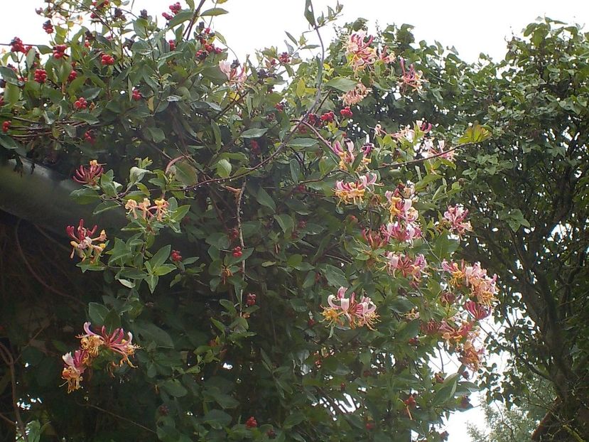  - lonicera