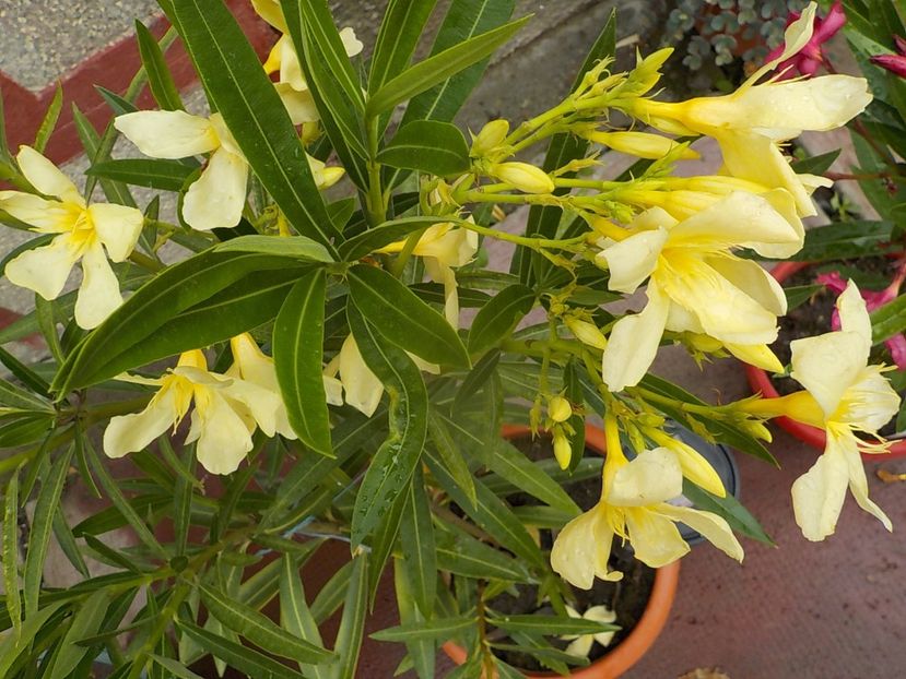  - maria gambeta nr 25