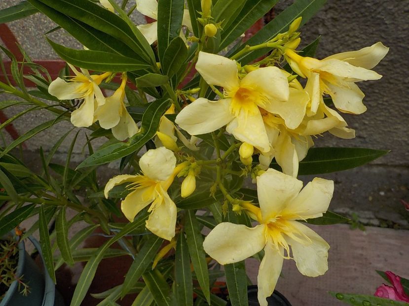  - maria gambeta nr 25