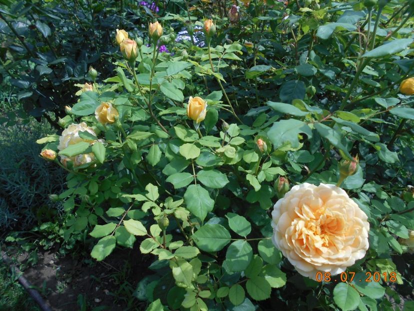 08.07.2018 - Golden Celebration