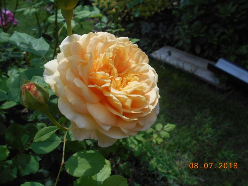 08.07.2018 - Golden Celebration