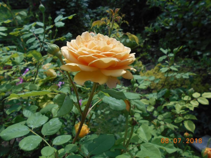 08.07.2018 - Golden Celebration