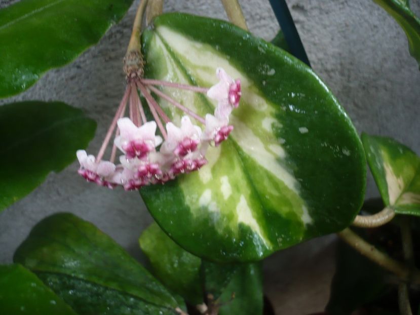 08.07.2018 - HOYA 2018-1