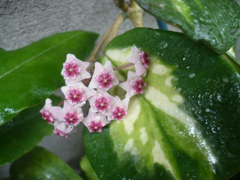 P1380590 - HOYA 2018-1