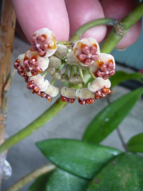 P1380591 - HOYA 2018-1