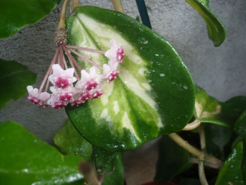 P1380595 - HOYA 2018-1