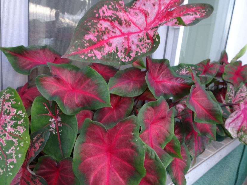  - CALADIUM
