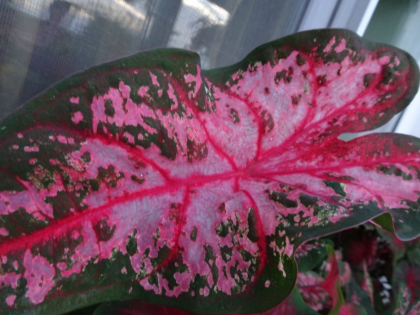  - CALADIUM