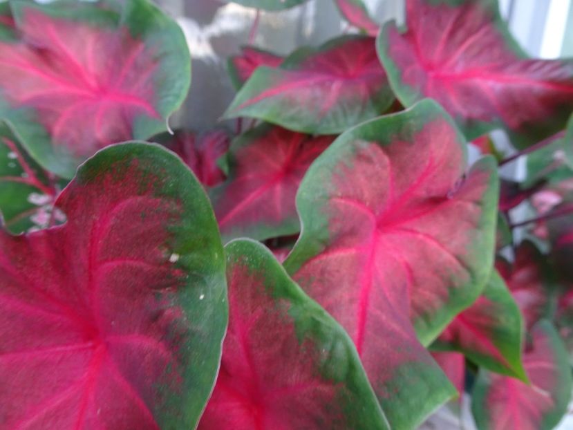  - CALADIUM