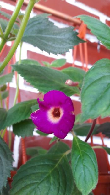 Lavender Fancy - 09 Achimenes 2018