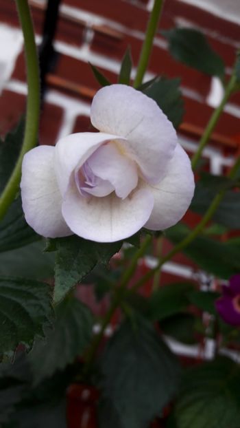 Lavender Bliss - 09 Achimenes 2018