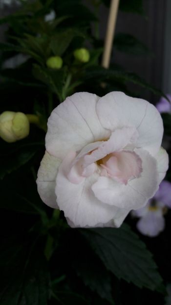 Carpathia - 09 Achimenes 2018