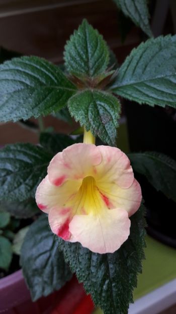 Strawberry Lemon - 09 Achimenes 2018