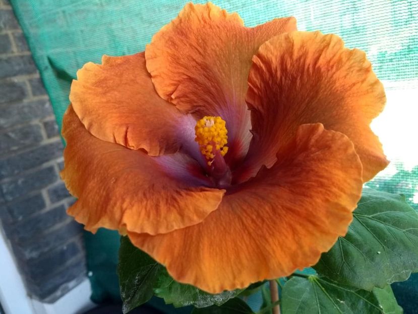  - Tahitian Sophistication