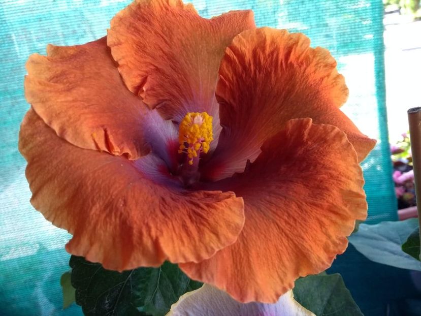  - Tahitian Sophistication