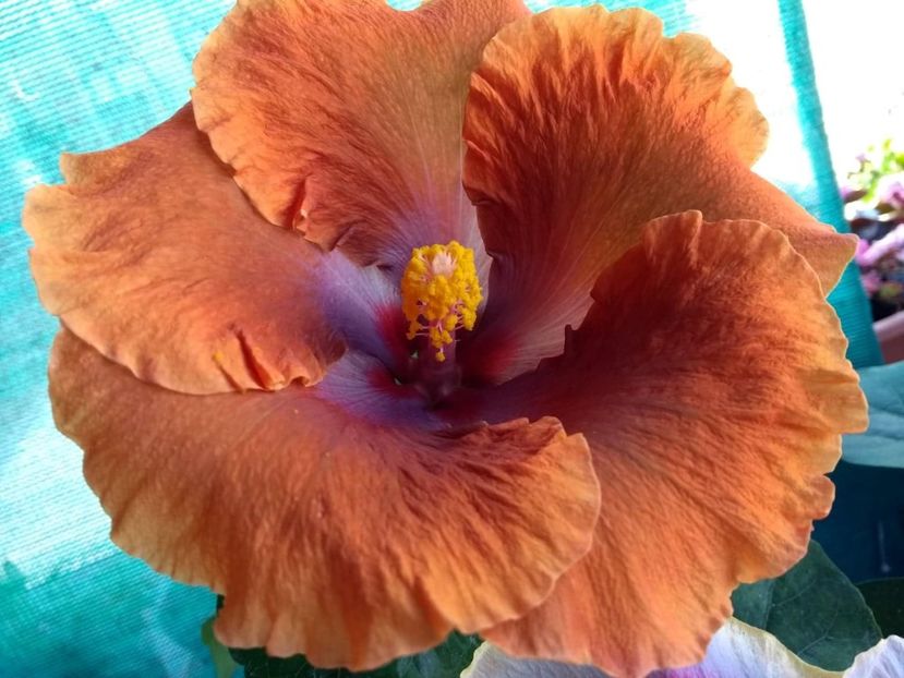  - Tahitian Sophistication