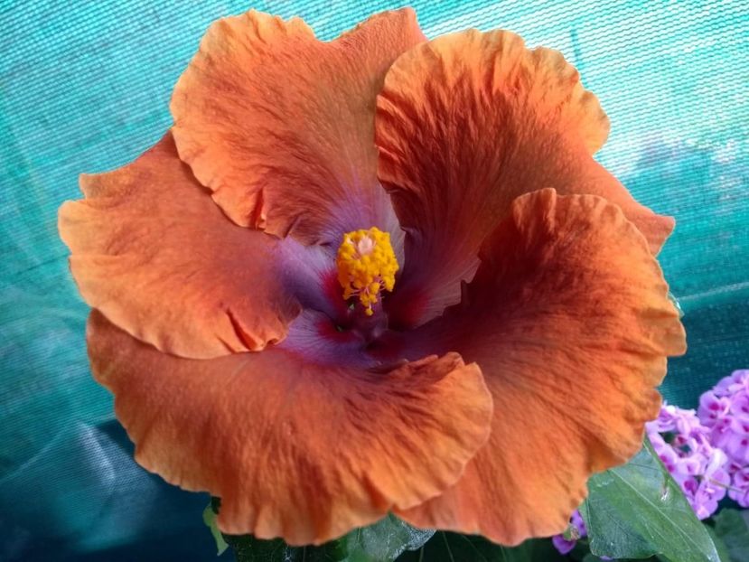  - Tahitian Sophistication