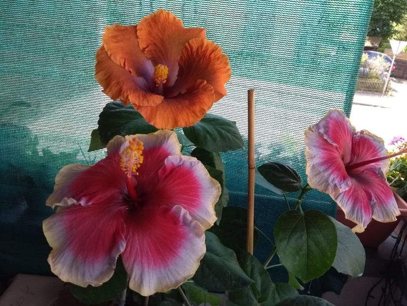  - 04Hibiscus