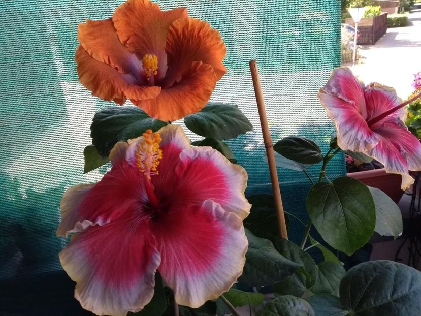  - 04Hibiscus