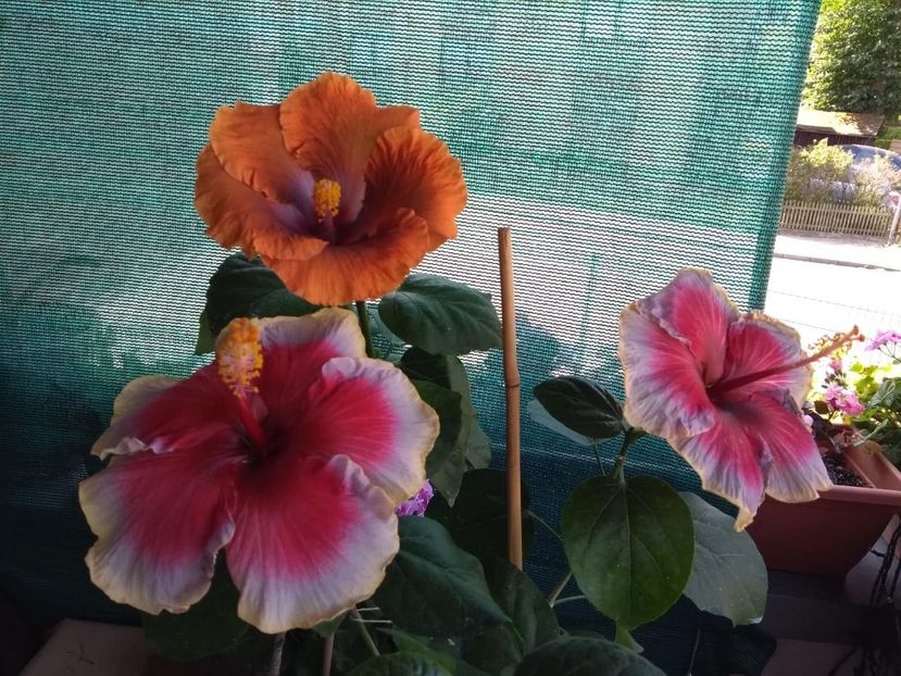 - 04Hibiscus