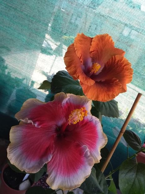  - 04Hibiscus