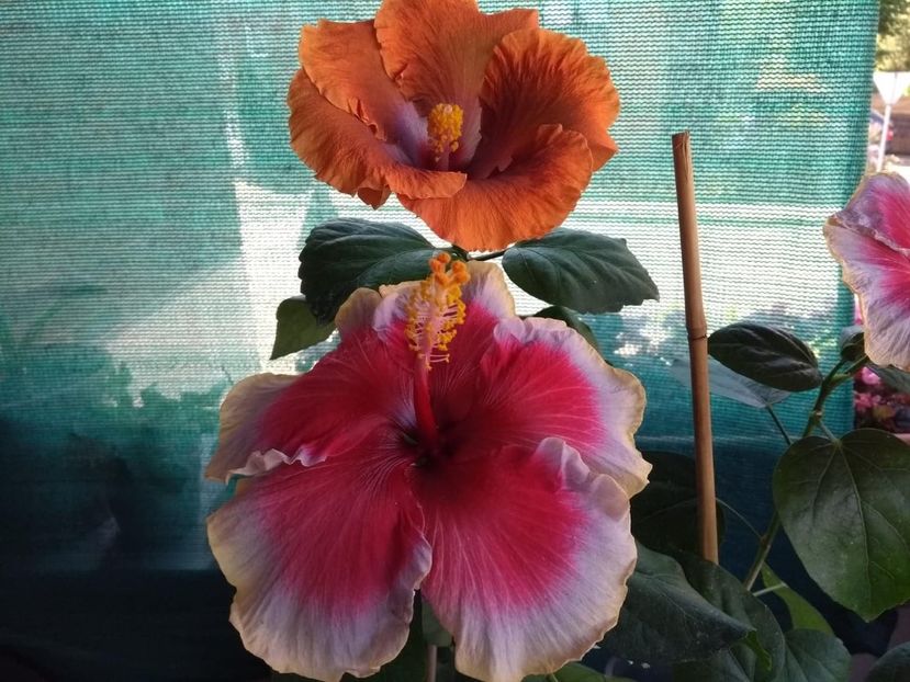  - 04Hibiscus