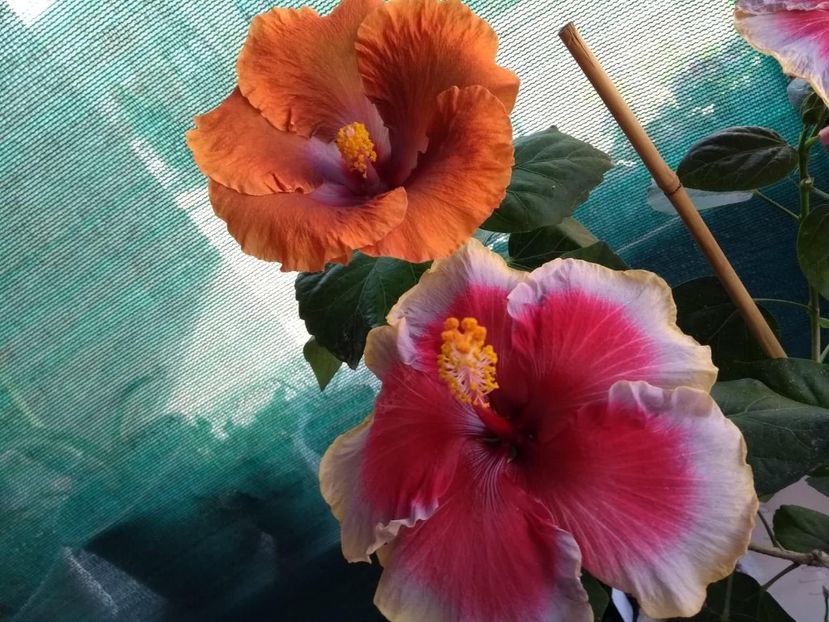  - 04Hibiscus