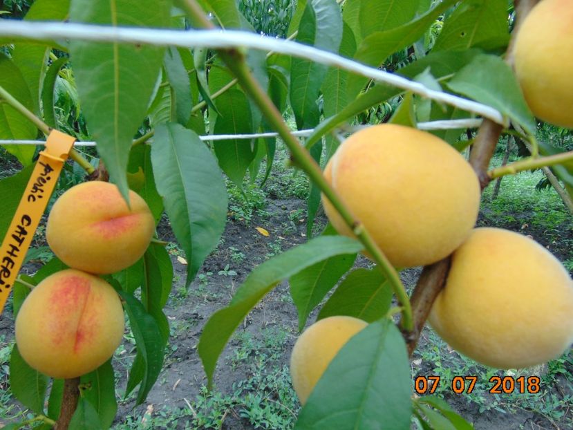  - piersic CATHERINE Sel 1 - pavie