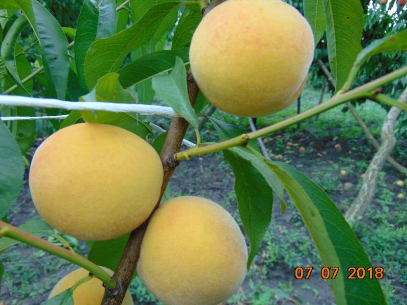  - piersic CATHERINE Sel 1 - pavie