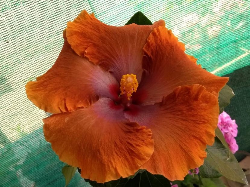  - Tahitian Sophistication