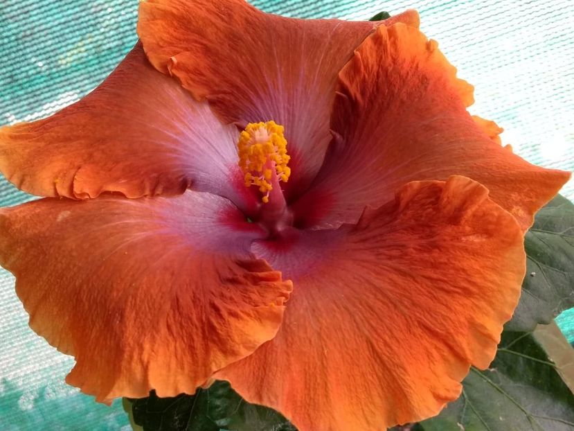  - Tahitian Sophistication