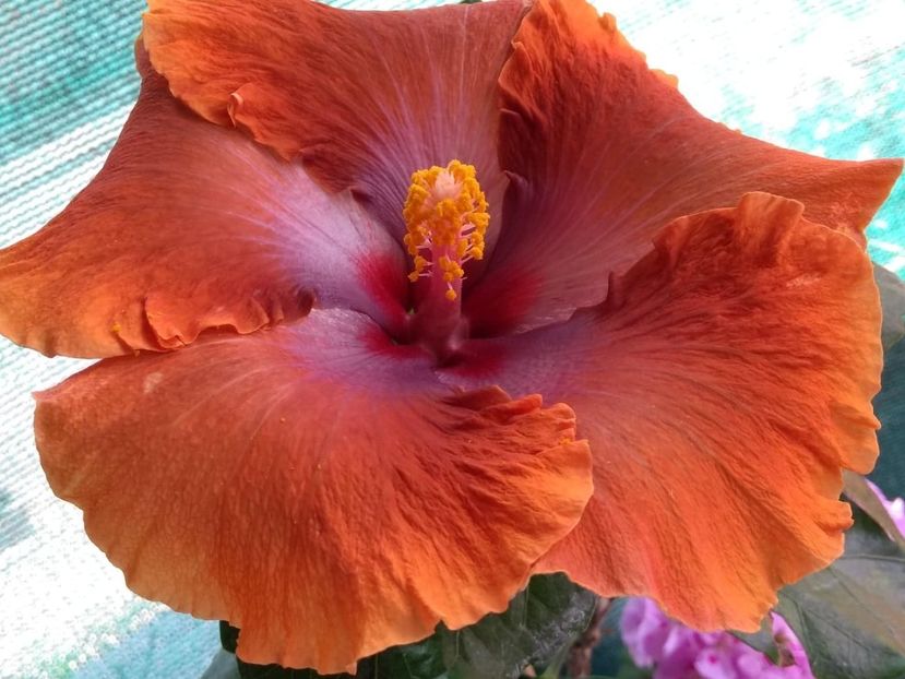 Tah.Sophistication - 0Hibiscus in colectie infloriti