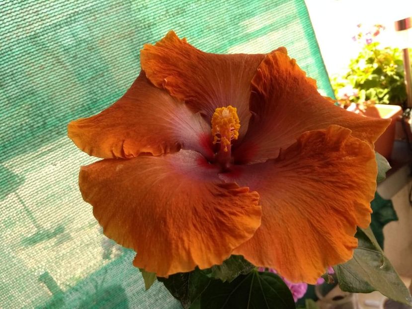  - Tahitian Sophistication