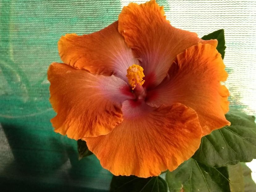  - Tahitian Sophistication